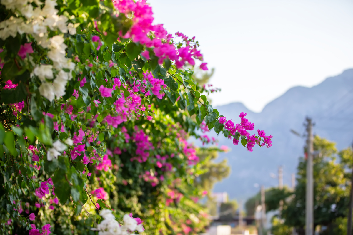 三角梅的花语：爱情与告白