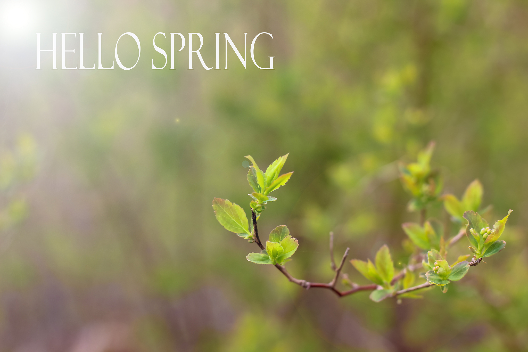 帮我写个春天的文案