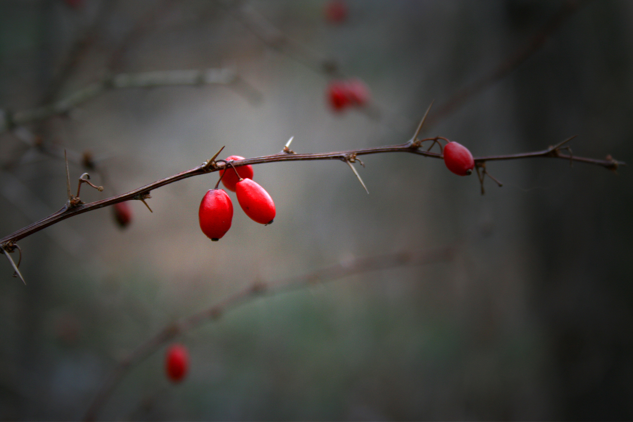 红豆生南国：相思的象征