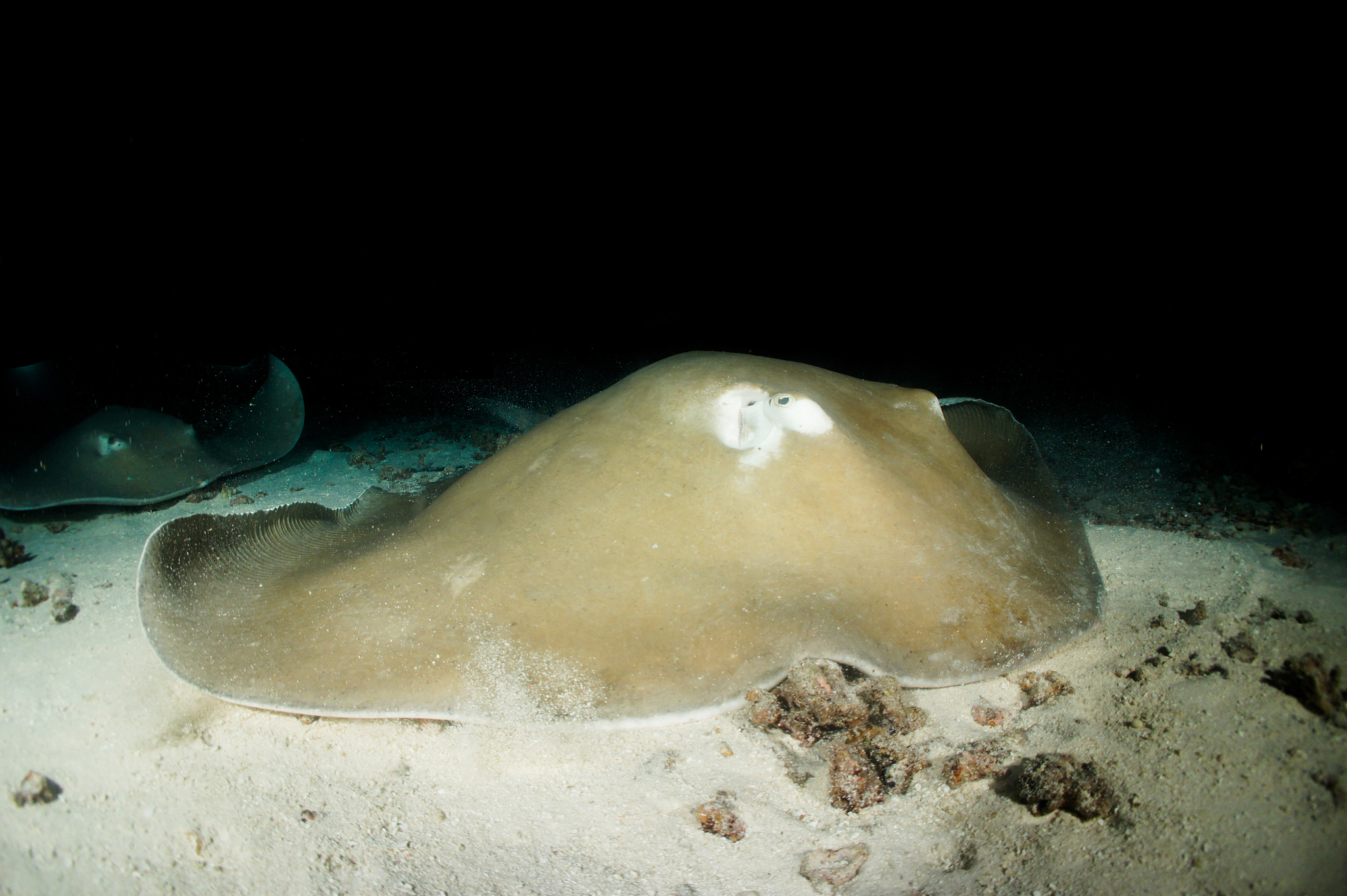 气丕丕是什么意思_词语气丕丕的意思