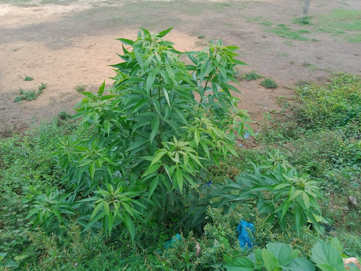 中国女贞树药用植物.vitex negundo 植物在乡村自然中