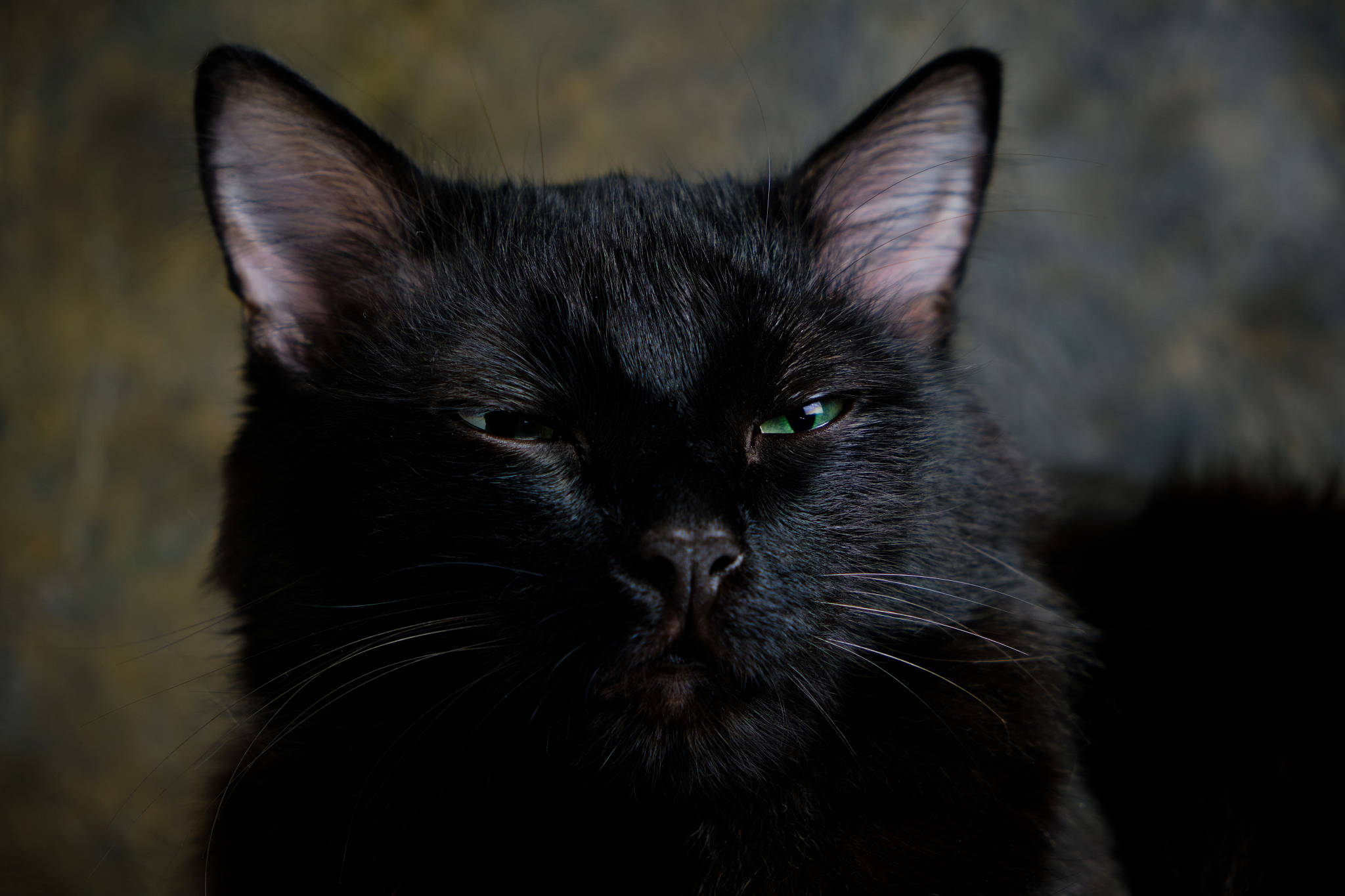 muzzle of a black cat with closed eyes, close up.