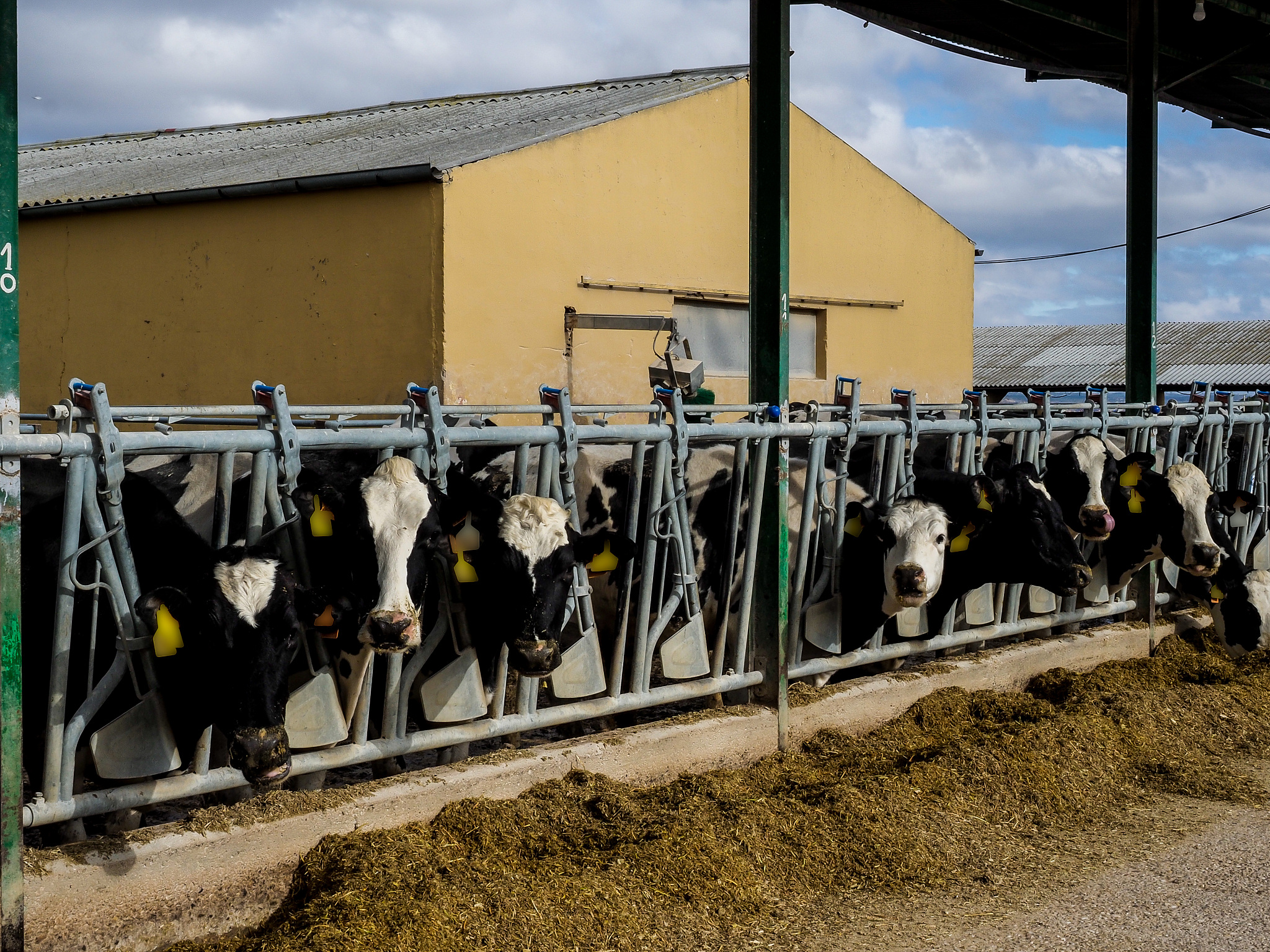 论述延安市育肥牛养殖存在饲料营养供应不充足的问题。