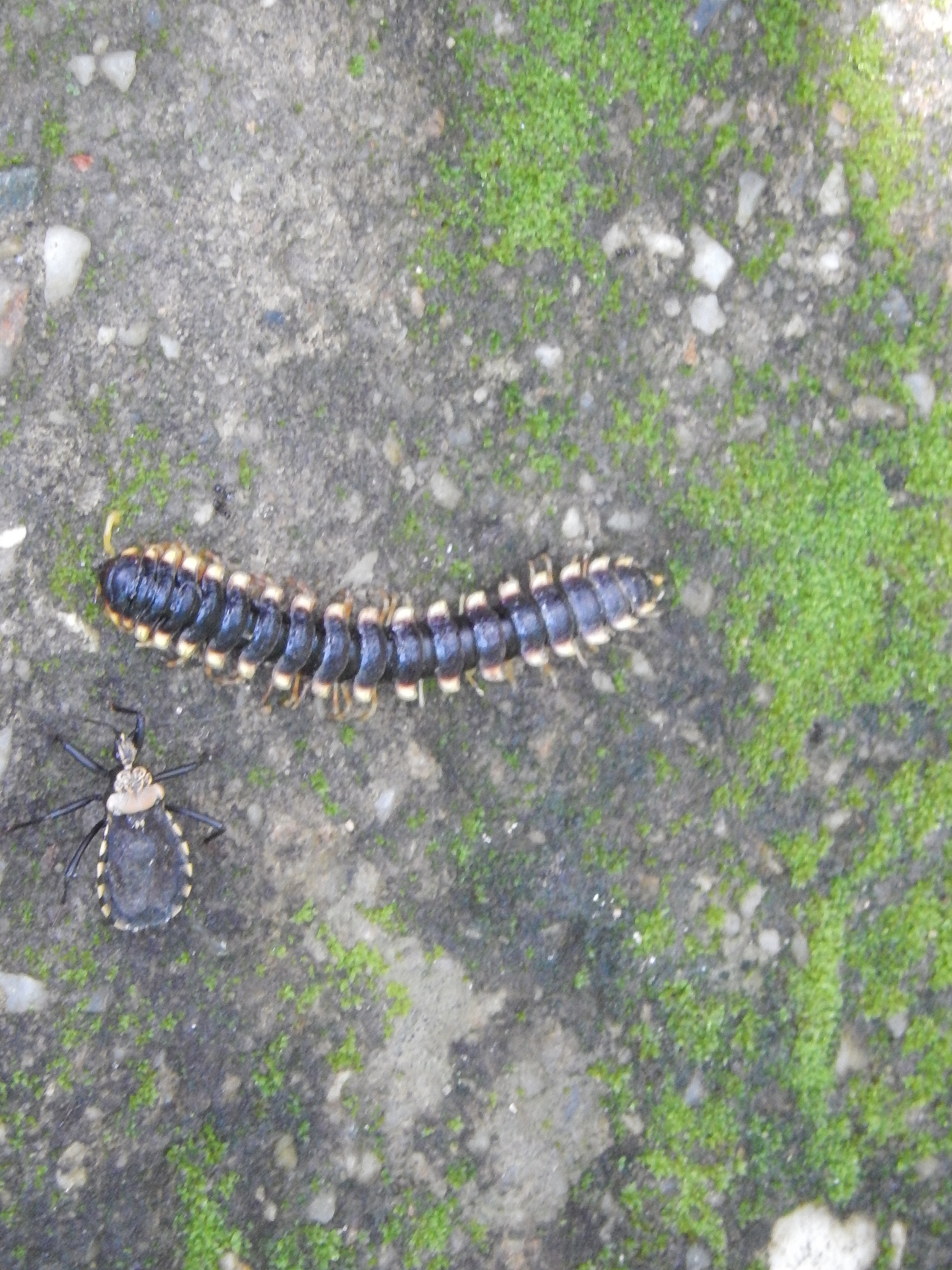 《APPLIED ENTOMOLOGY AND ZOOLOGY》：昆虫学与动物学领域权威期刊