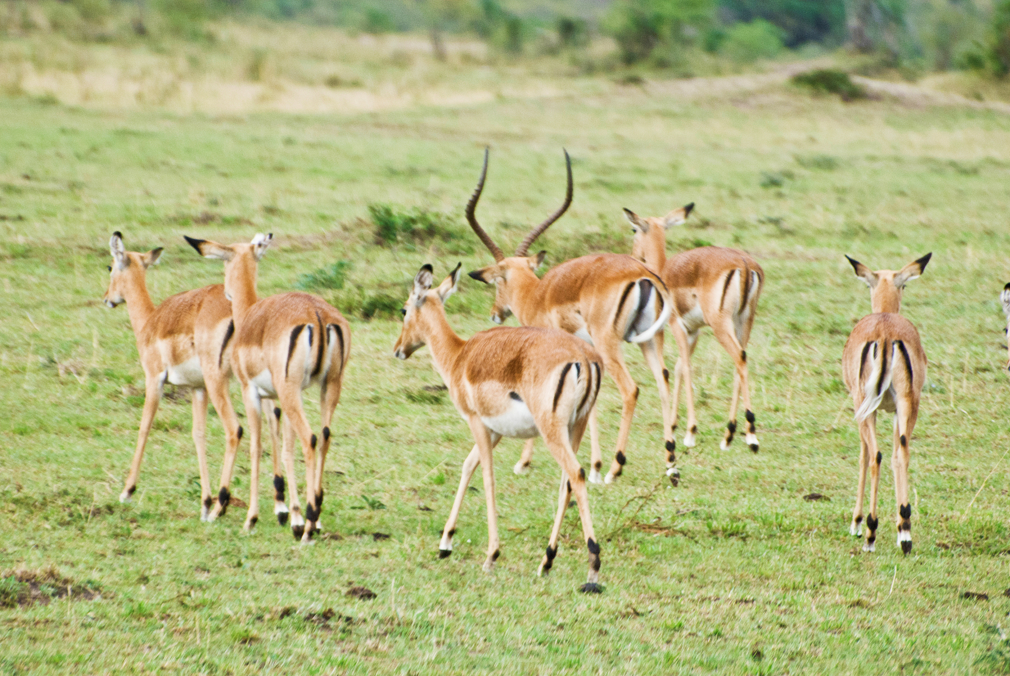 herd of thomson's gazelles aka tommies (eudorcas thomsonii) on d