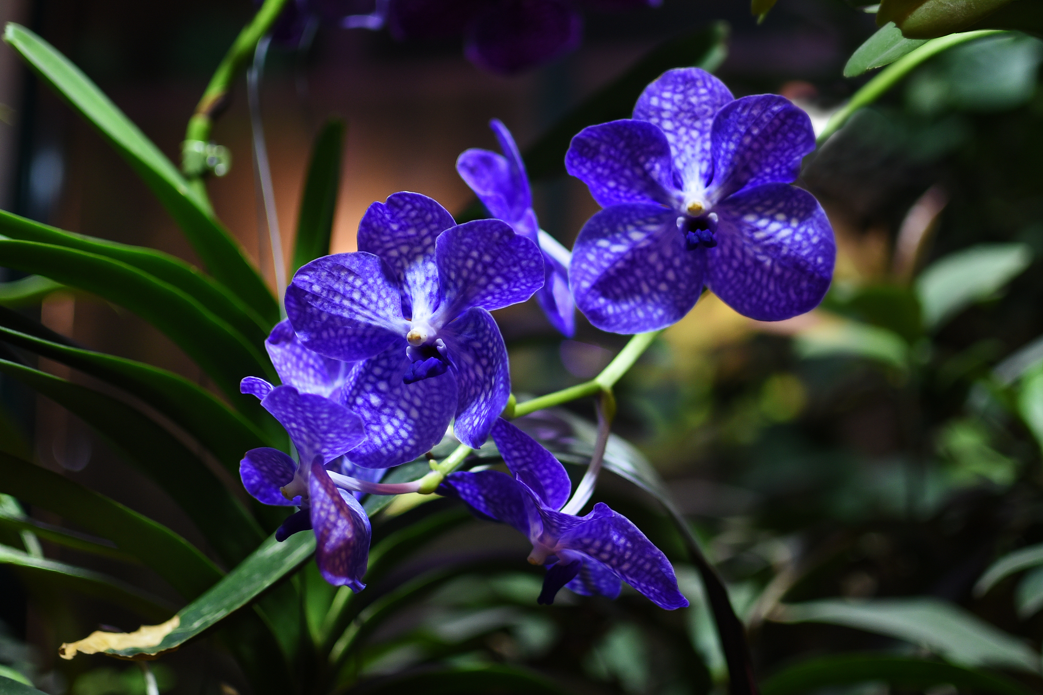 miltonia orchid flowers