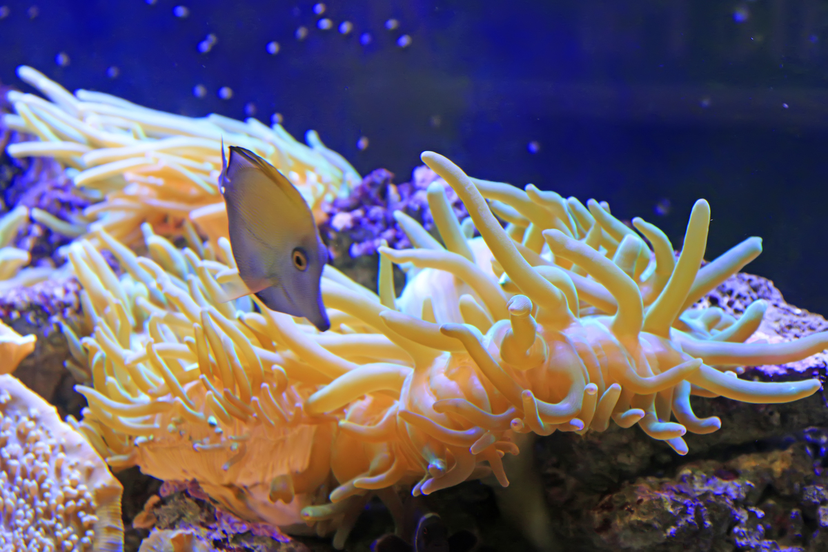 探索奇妙的海底世界 - 沉浸式海缸体验