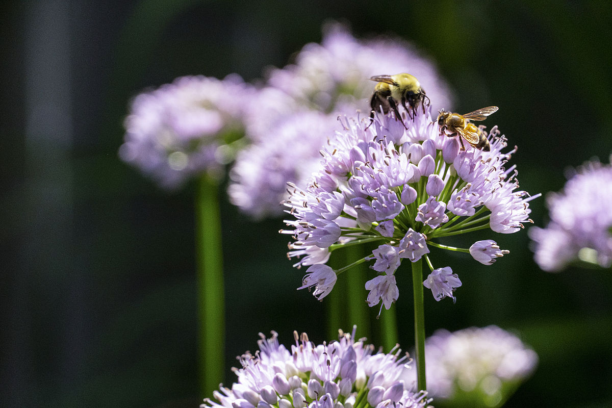 传粉的媒介主要有什么和什么，