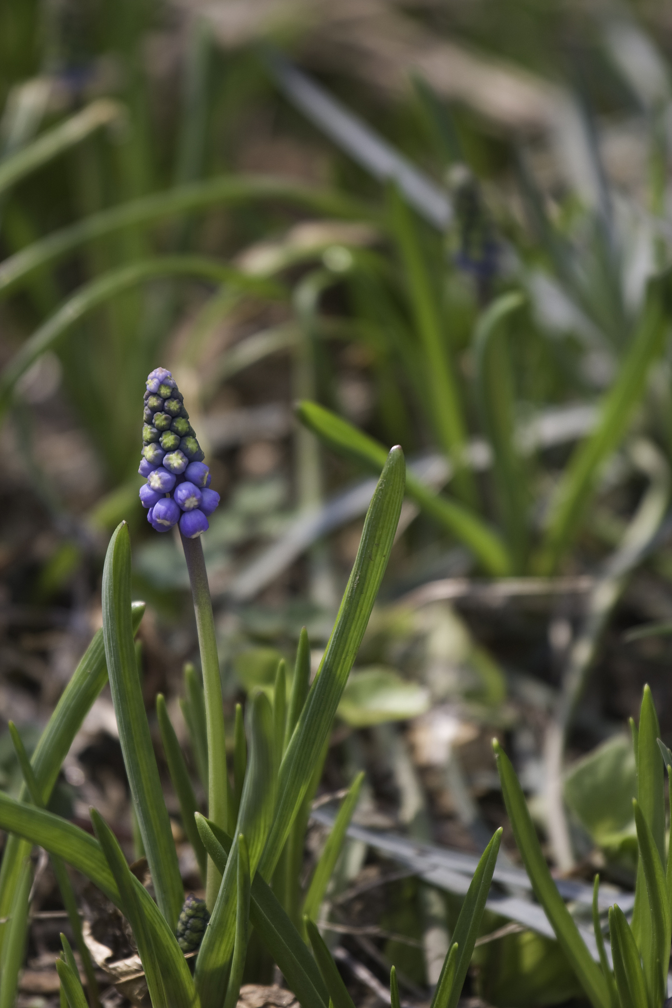 garden of spring