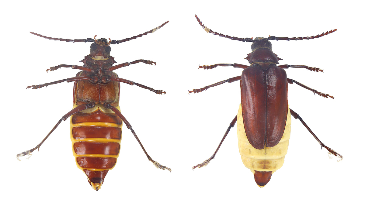 大尖鞘叩甲：木材蛀虫识别与防治