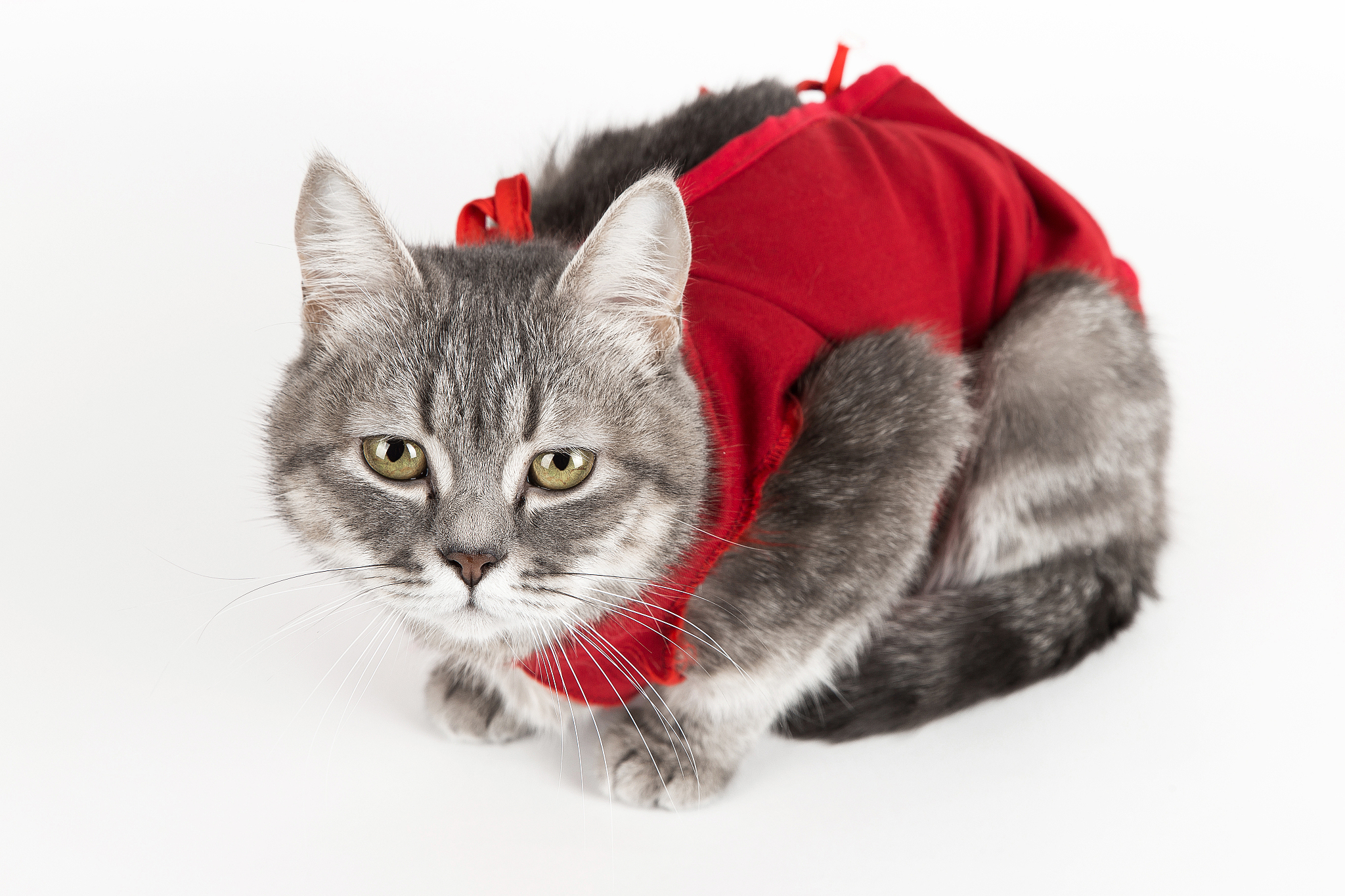 温州科技职业学院宠物医学专业怎么样