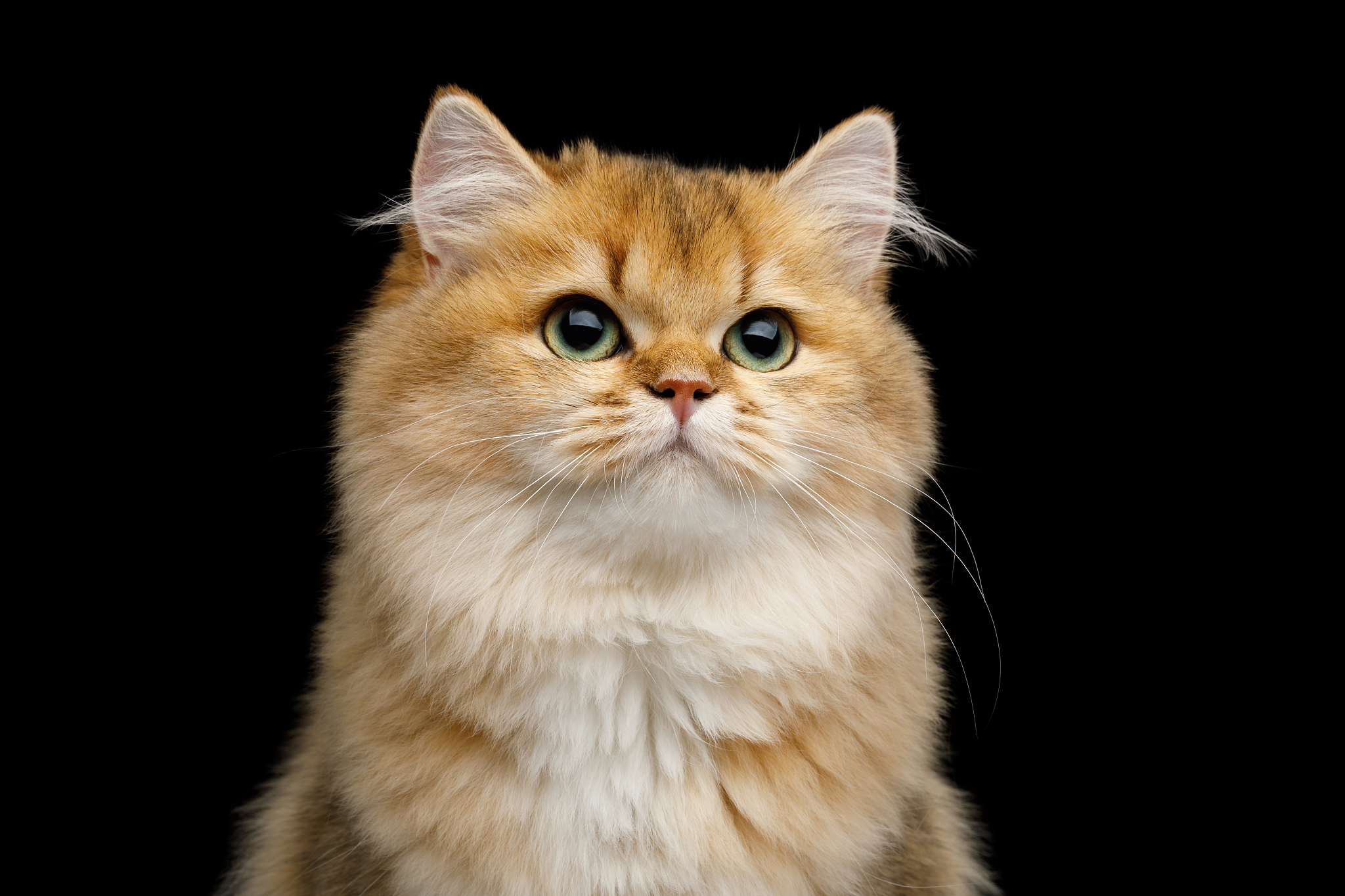 british cat red color with furry hair on isolated black backgrou