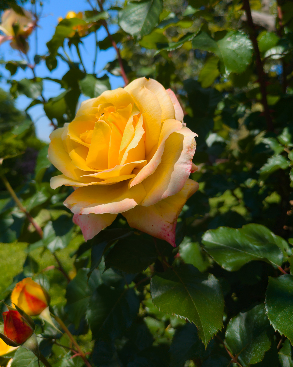 月季的品种特性及优缺点