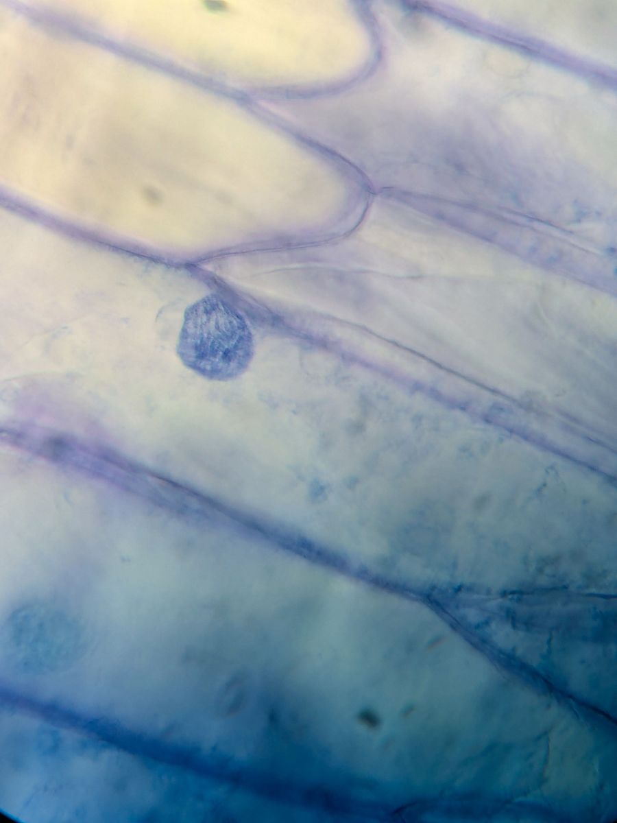 初二生物实验：探索洋葱上皮细胞的奥秘