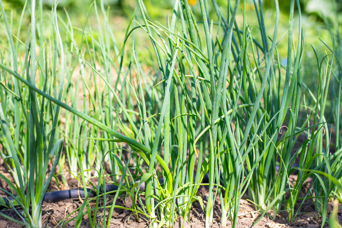 春天种葱，捆起来还是散着好？