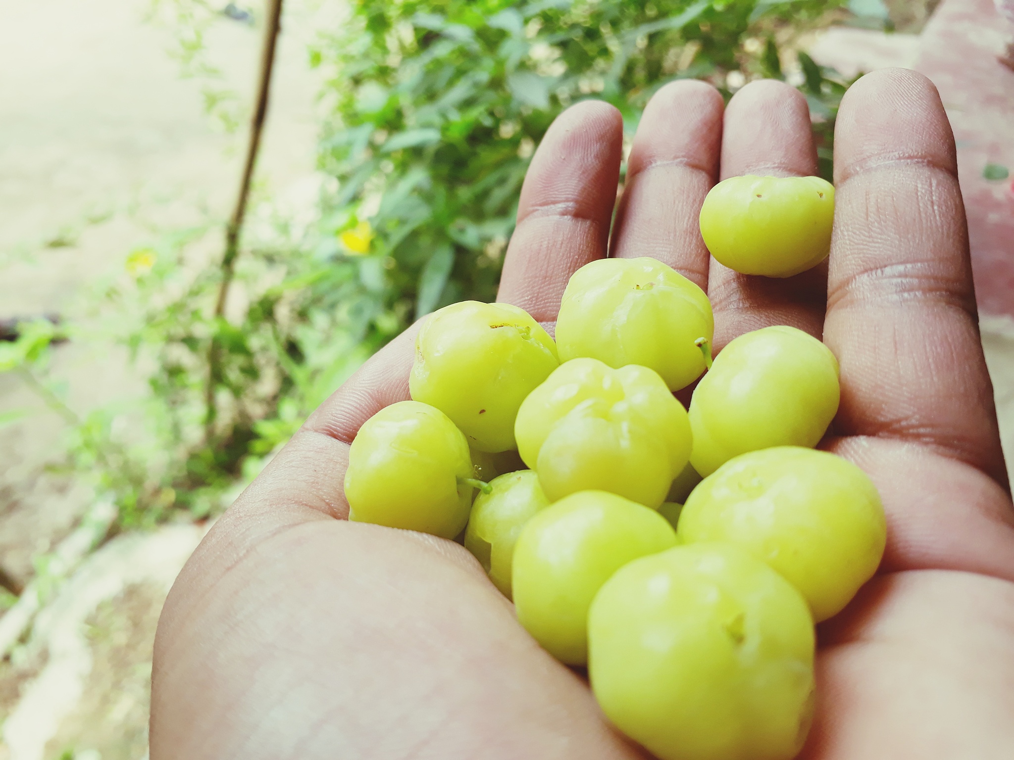 close-up of hand holding fruit