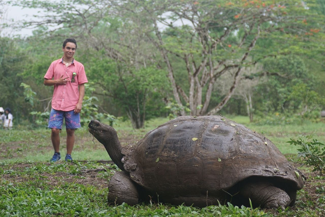 man looking at turtle on grassy field