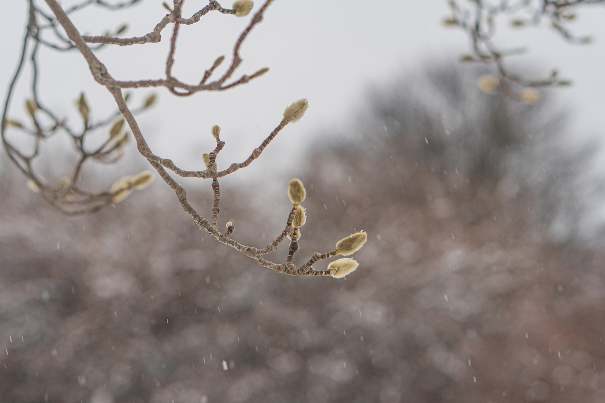 关于春天杨絮的三句话