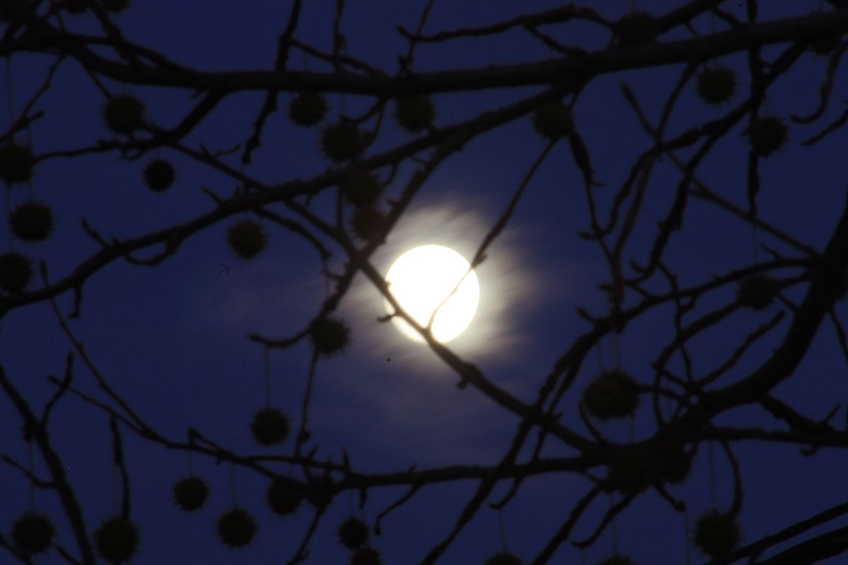 《月夜忆舍弟》赏析：月夜思弟，寄托情深