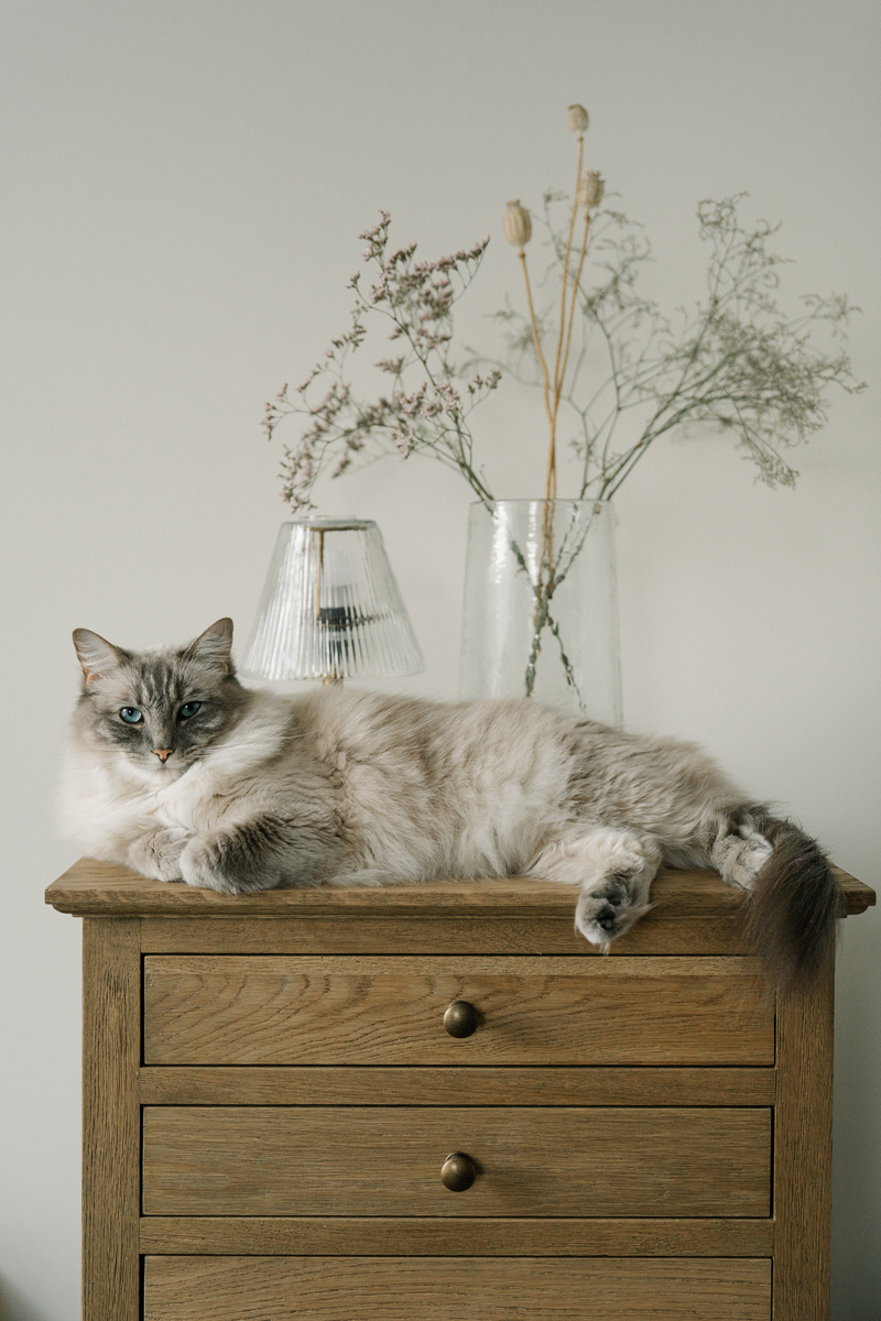 山双布偶是什么意思