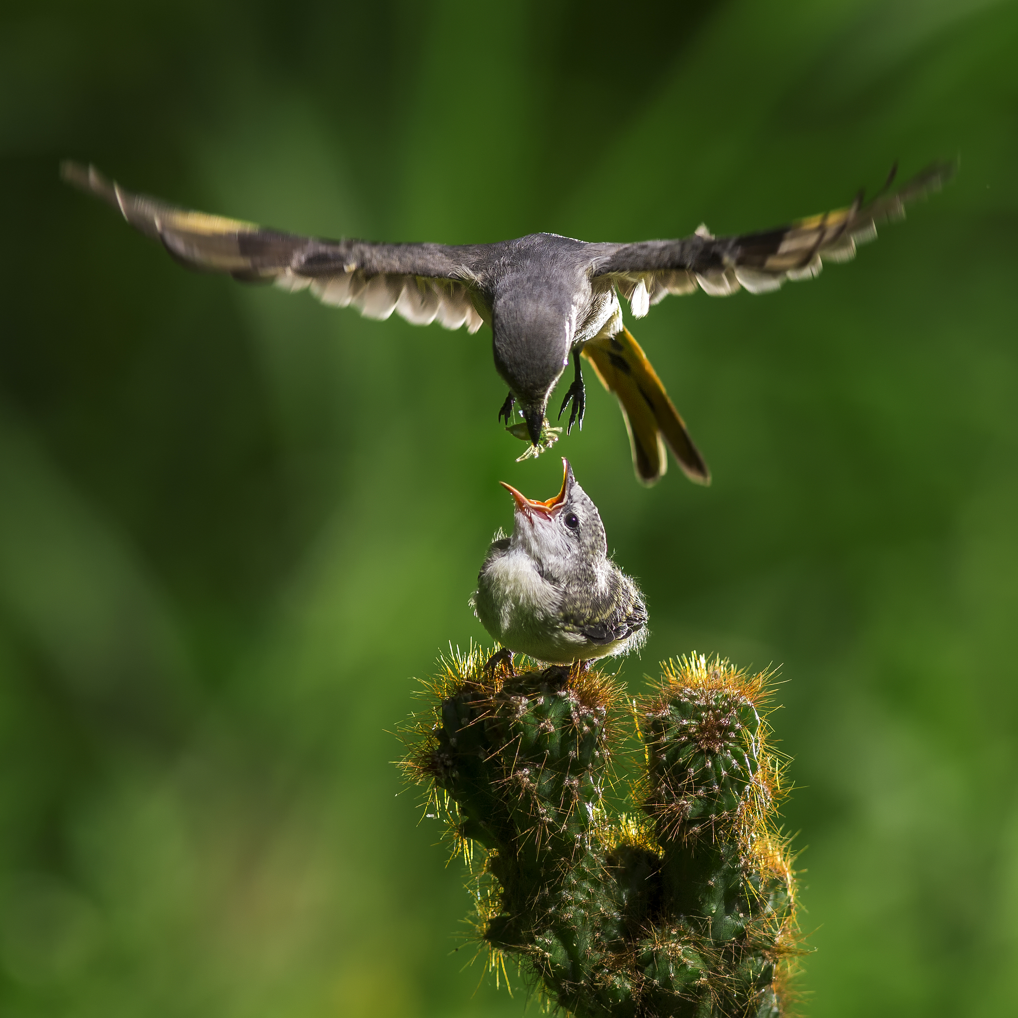 Suara Parkit: Deskripsi dan Variasi