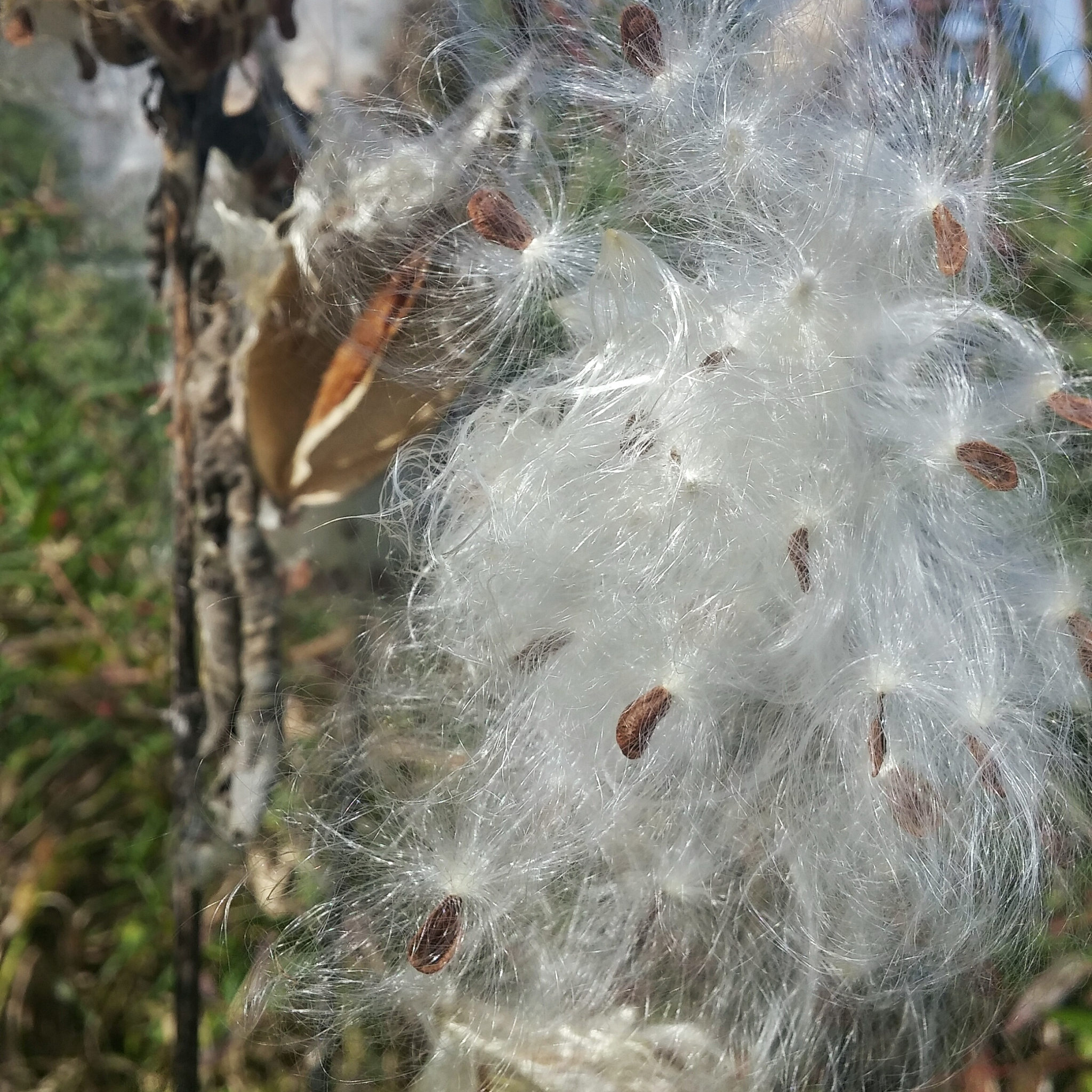 杨絮的奥秘：从生物学、物理学和化学角度揭秘