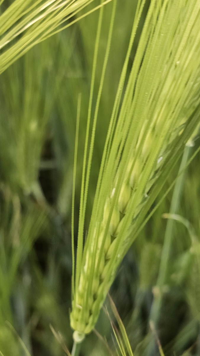 水稻常见病虫害防治研究文献综述写成一段话格式不少于900字。