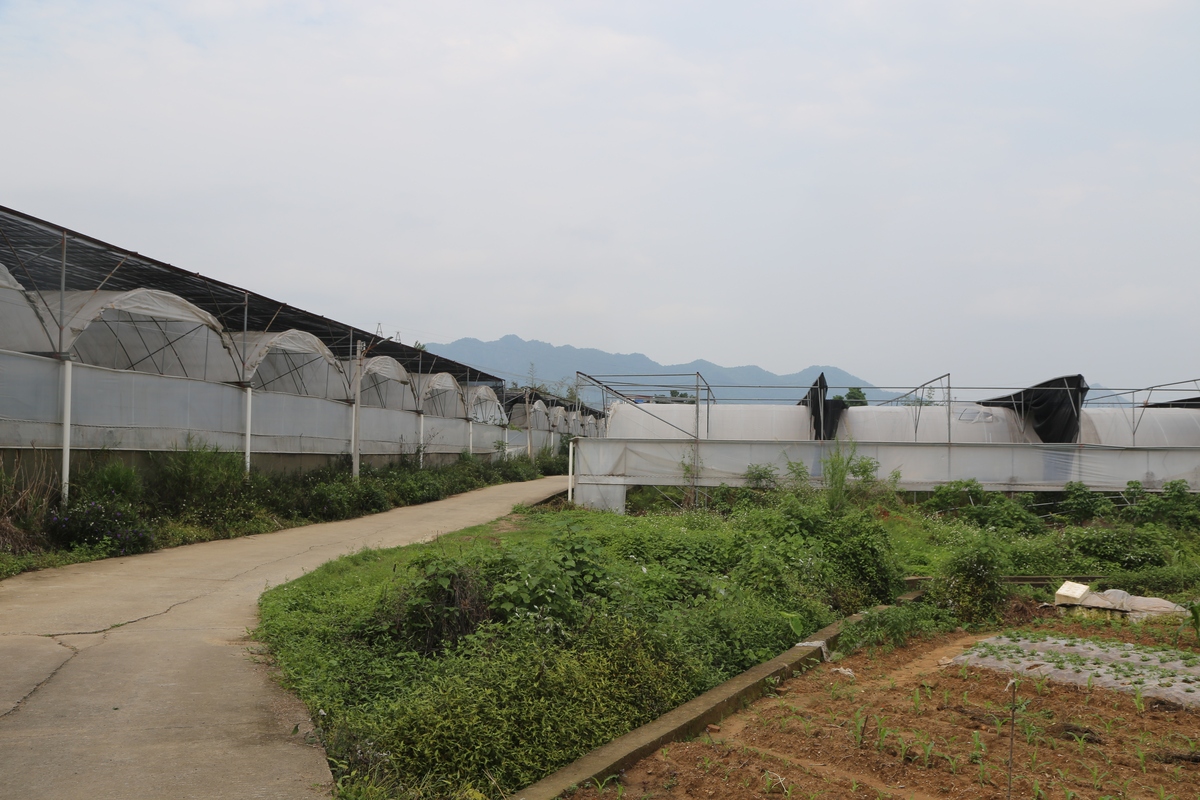 内容不变文字润色修改为进一步加强和规范我镇设施农业用地用途管理建立健全农村村民住房建设常态化监管查处机制严防大棚房等农用地非农化现象发生严格遏制新增农村乱占耕地建房住宅类等问题的发生按照党中央、国务院关于加强耕地保护、实施乡村振兴战略的决策部署进一步落实市委、市政府以及区委、区政府的相关工作要求根据《崇明区设施农业用地用途以及农村村民住房建设常态化监管工作实施方案》结合我镇实际制定本实施方案。一、