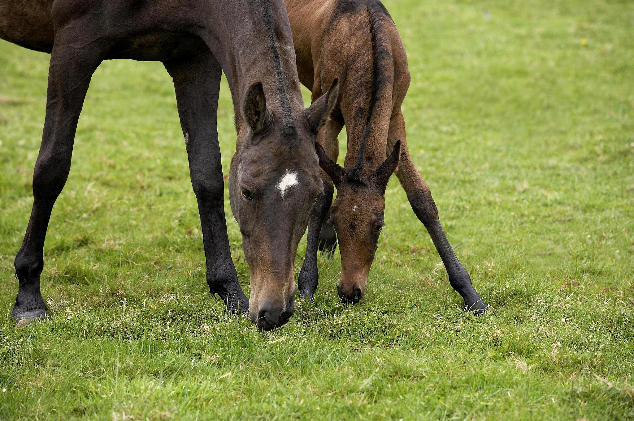 akhal teke, horse breed from turkmenistan, mare and foal eating 