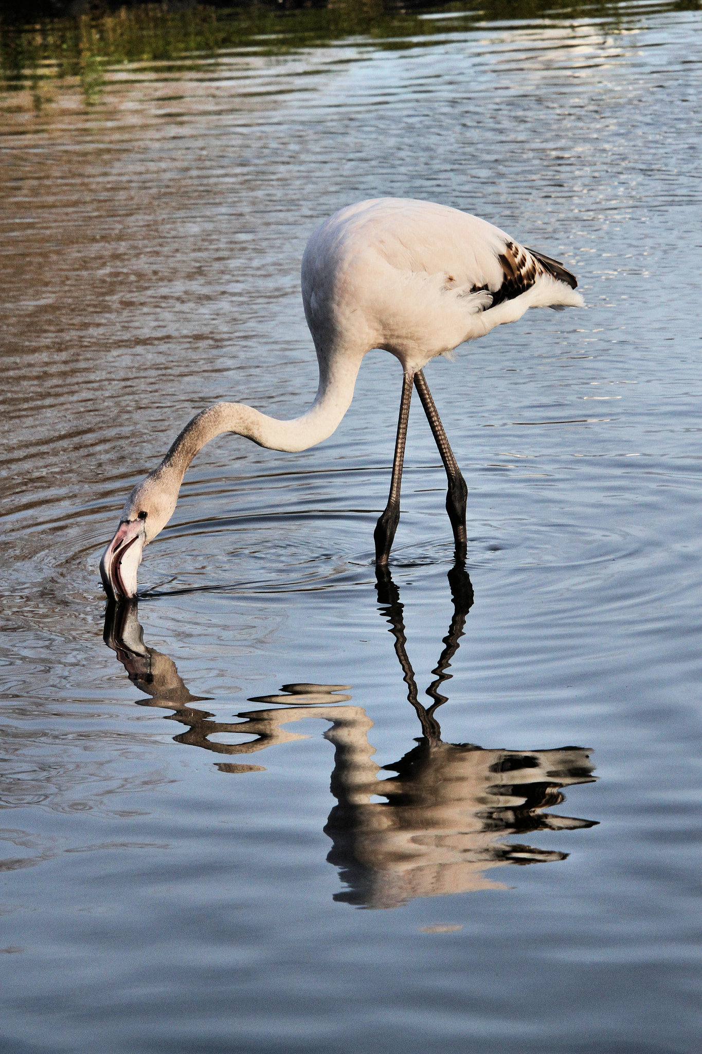 a picture of a greater flamingo feeding