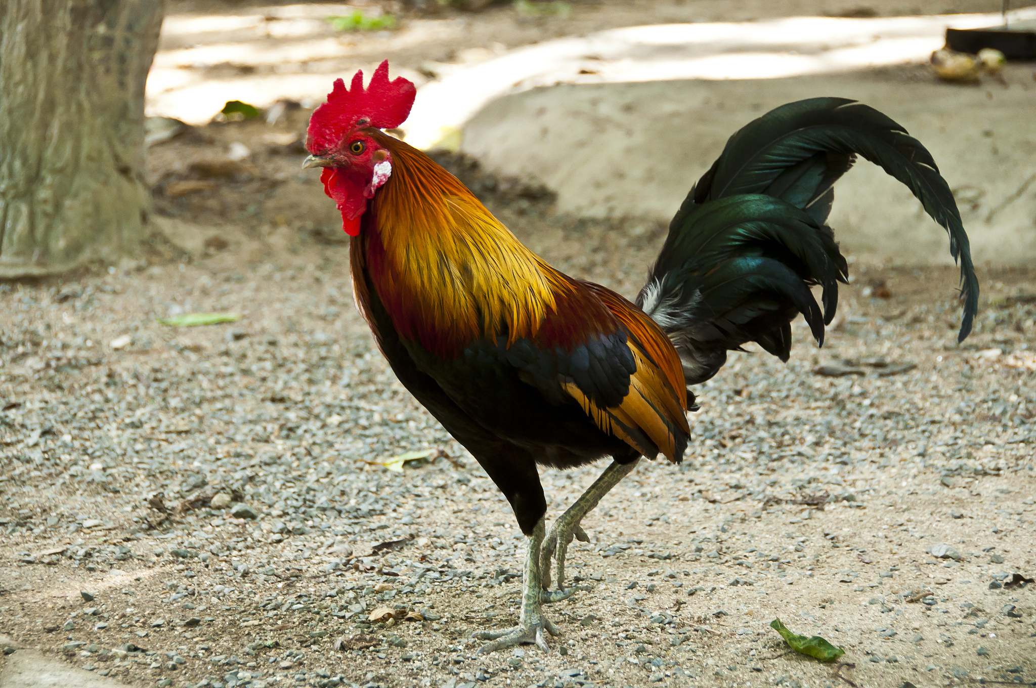 chicken.