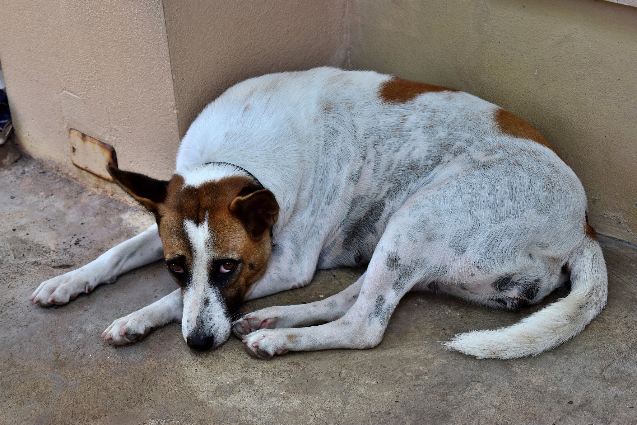 狗狗最后的时光：如何给予爱犬最后的关怀与尊重