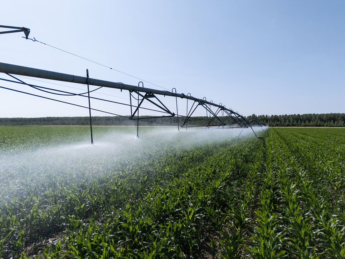 华北平原冬小麦最佳灌溉方案：75mm 灌溉实现高产节水