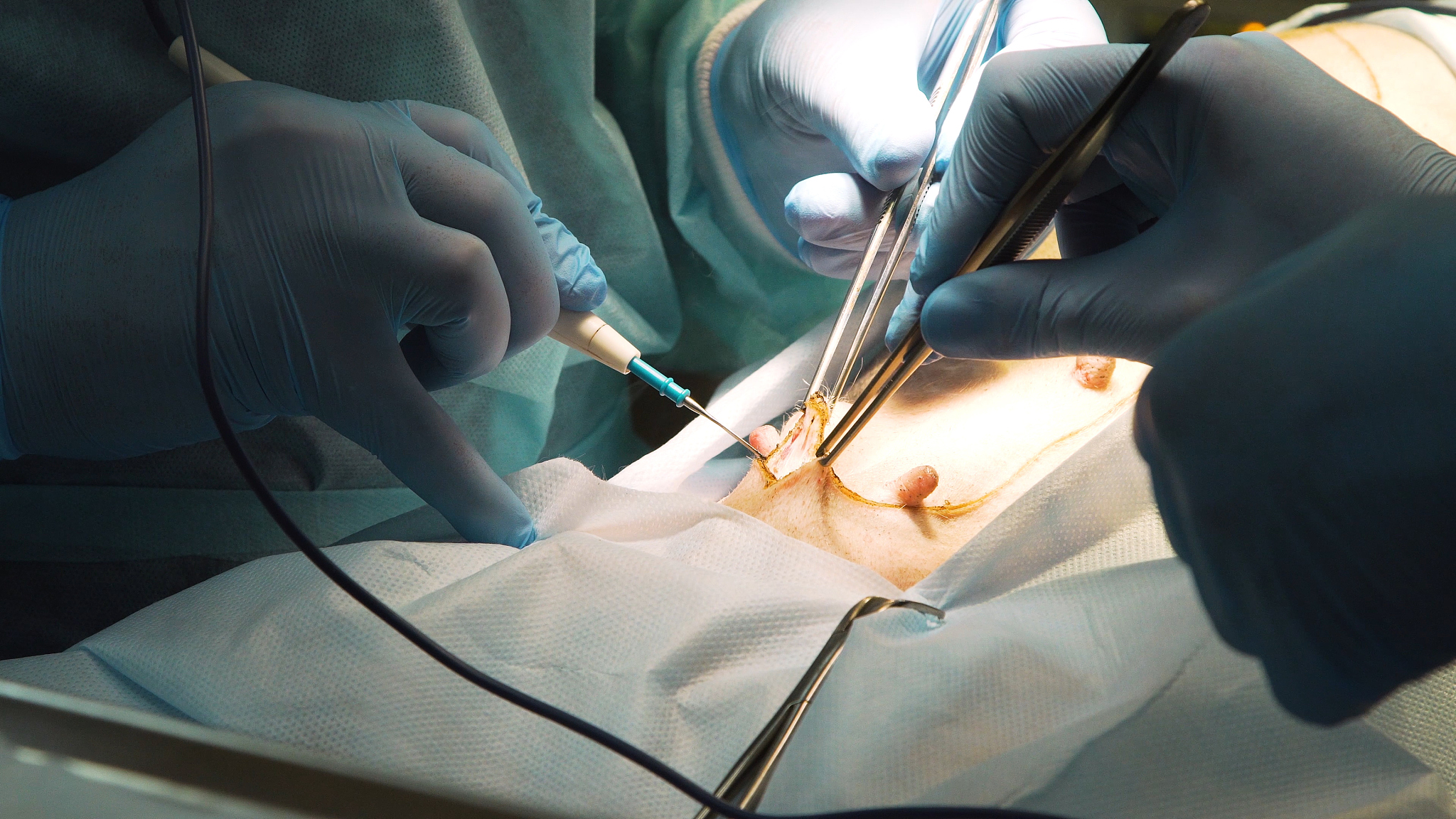 surgical operation of a dog in a veterinary clinic