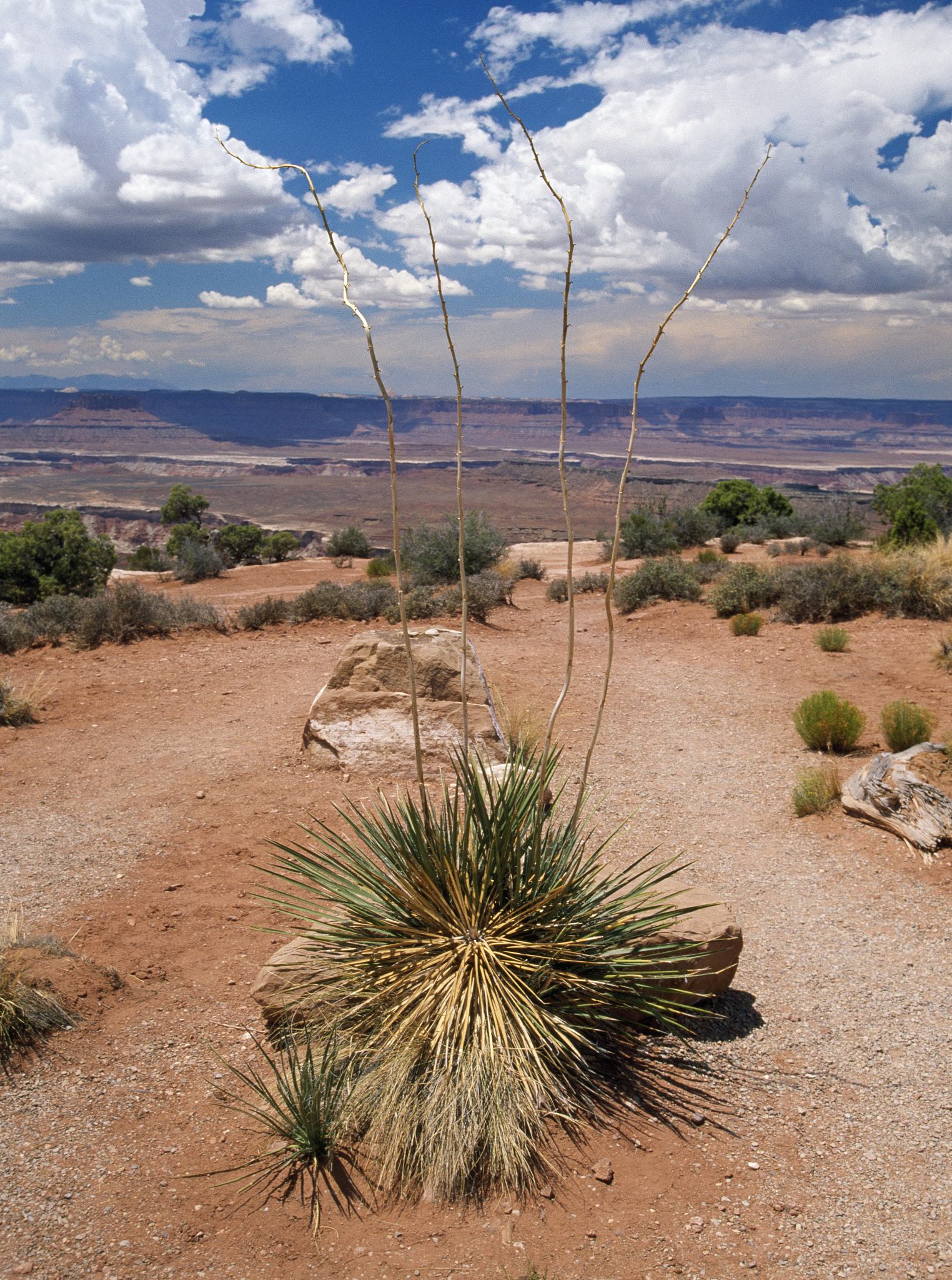 结合荒漠的环境特点和荒漠植物对于荒漠气候的生态适应性论述保护荒漠区植物多样性的重要性及其具体措施