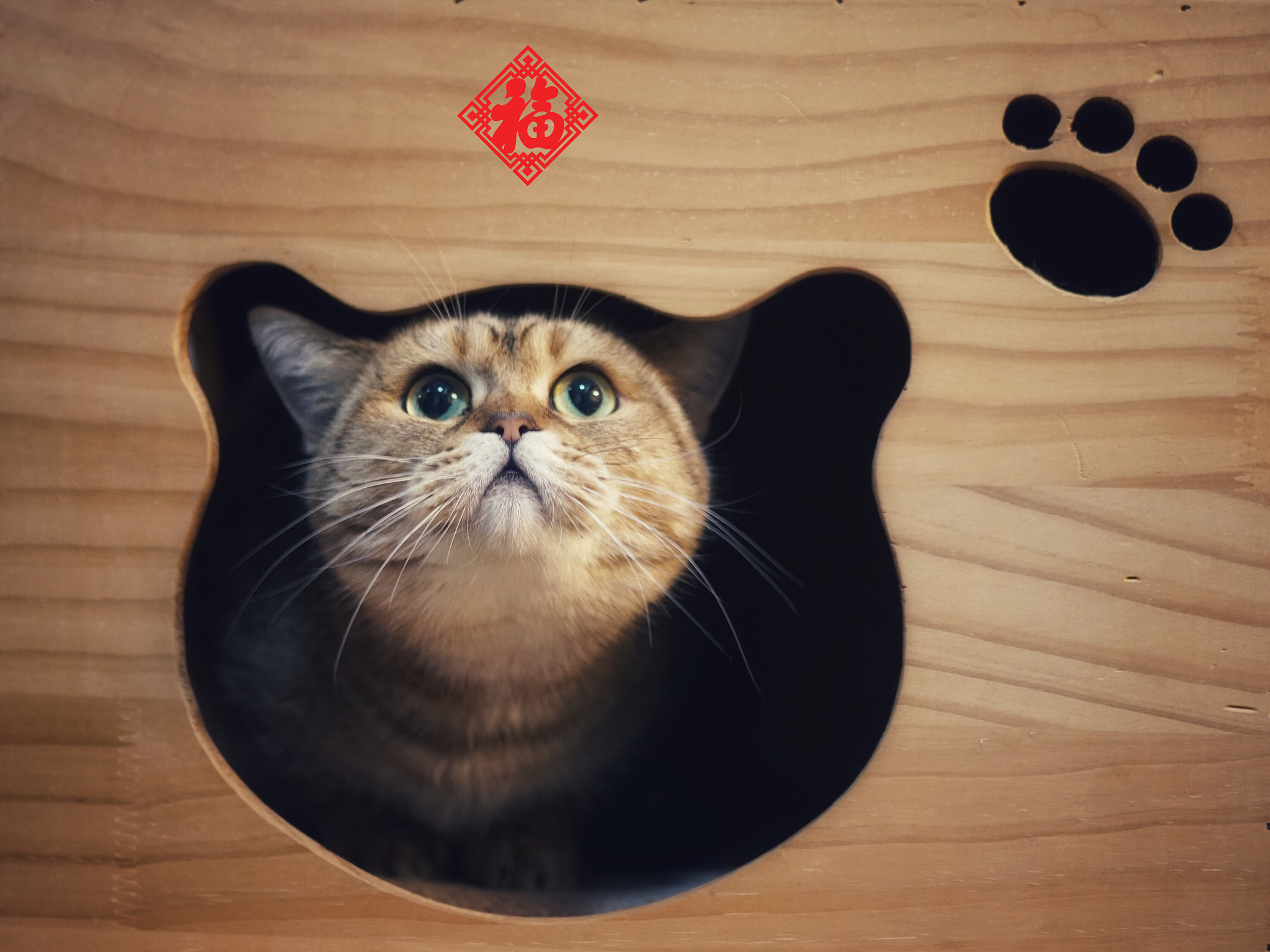 公猫名字大全：中国风好听名字推荐