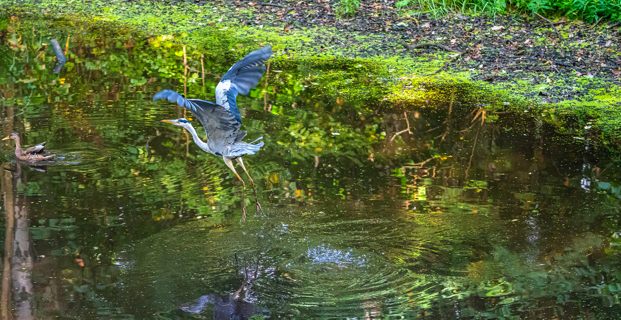 大自然的奇妙声音：感受自然之美