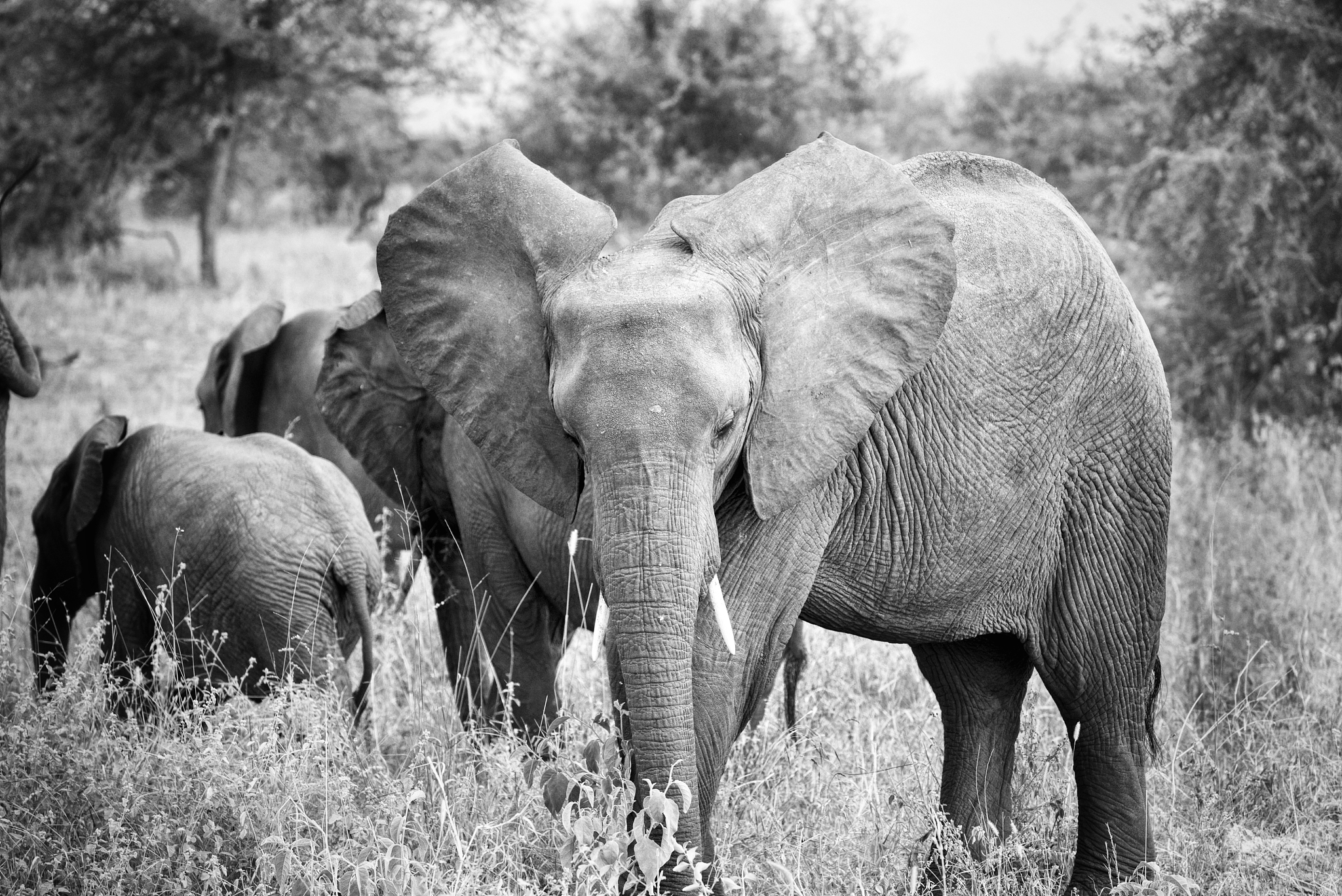 herd of elephants in the serengeti park of tanzania