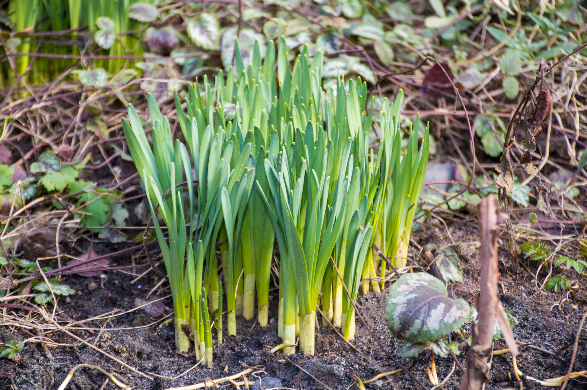 first green young plant in the garden