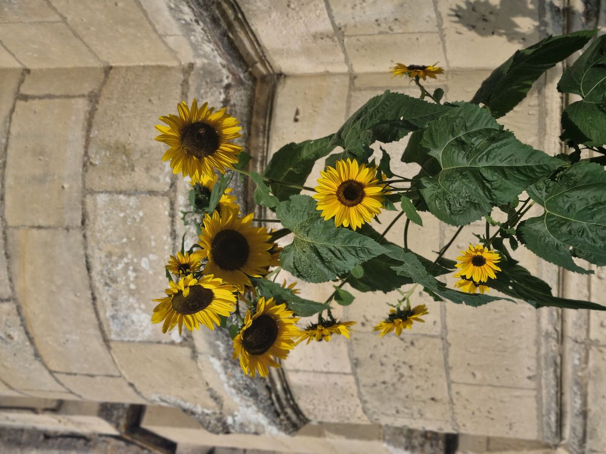 切花向日葵支撑和修剪技巧：提高产量和观赏价值