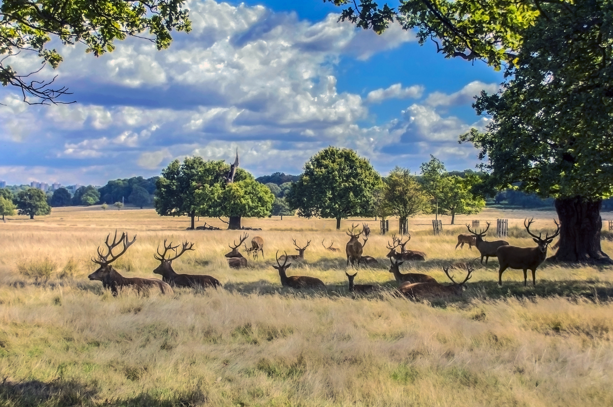 stag lifestyle