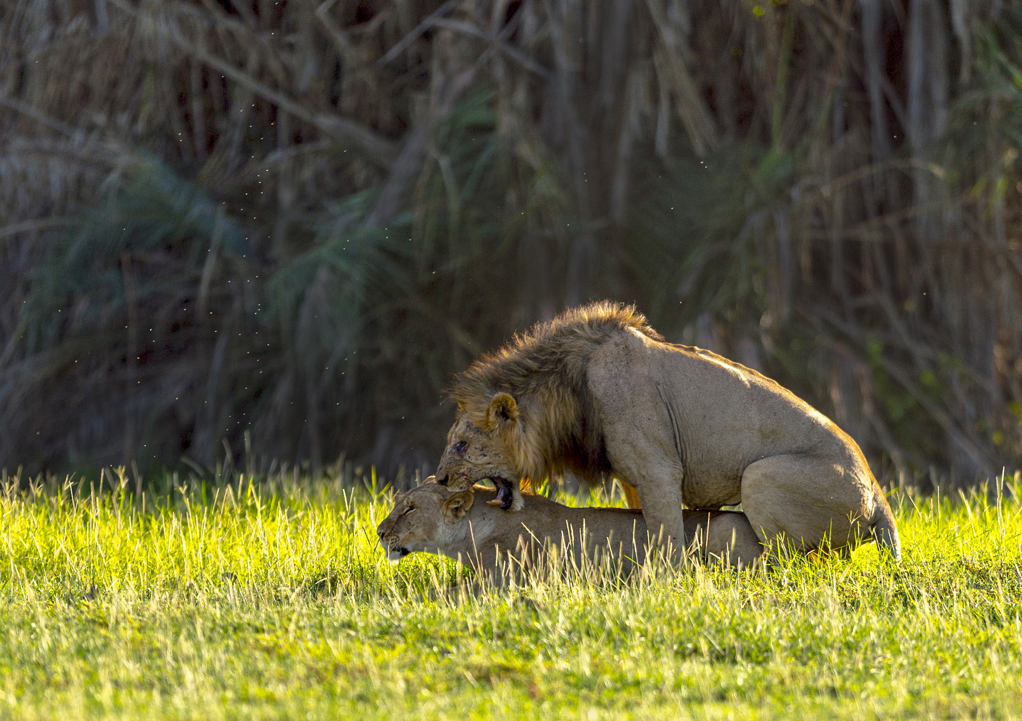 lions mating at amboseli national park, africa