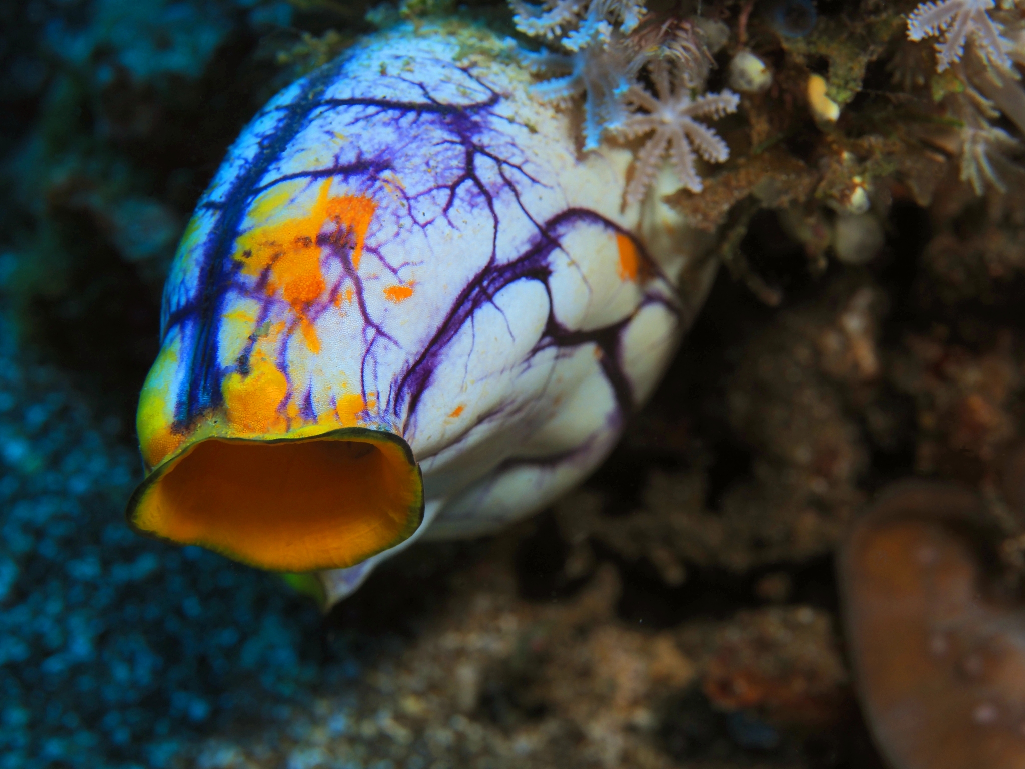 海鞘动物基因组：揭示脊索动物染色体组进化