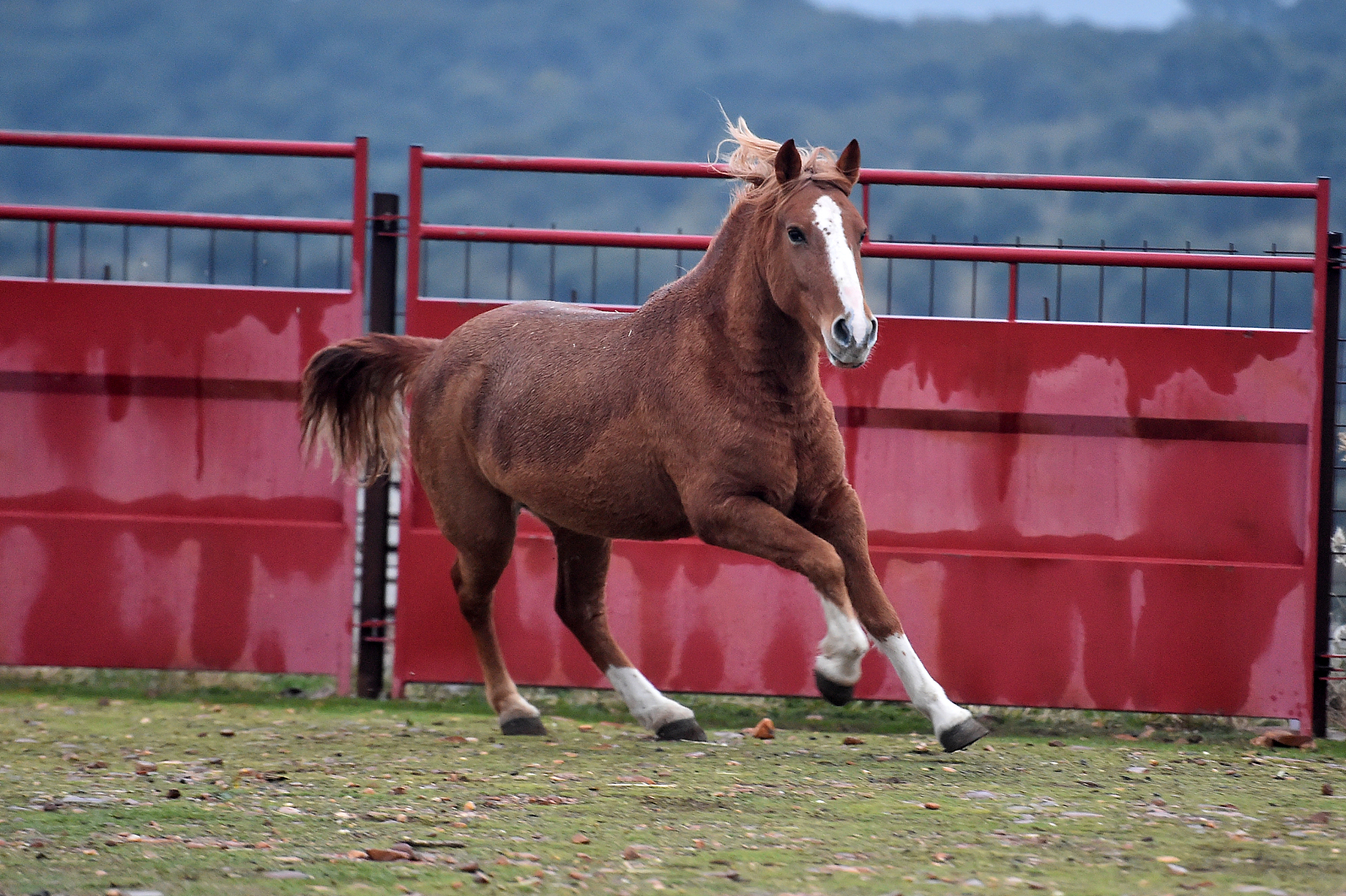 percheron horse