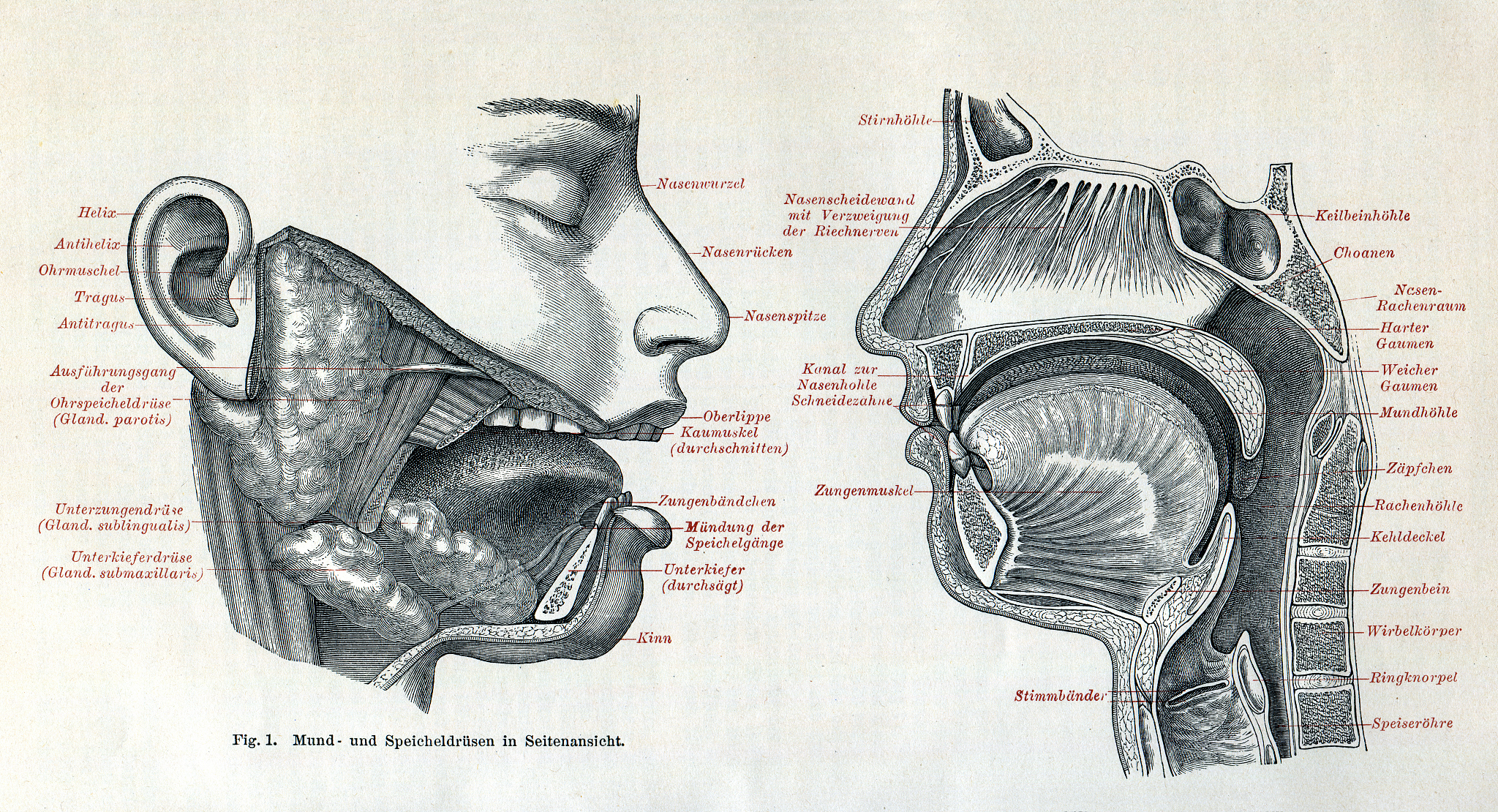 二维细颈喉道的参数