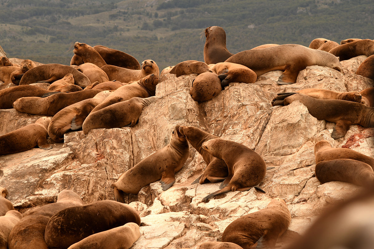 请根据以下内容概括作者的推理过程：我们先来梳理《恐龙无处不在》一文的逻辑推理过程：作者首先列举事实即在南极发现了恐龙化石进一步指出在地球上的其他大陆续也都发现在恐龙化石。由此可得出结论：说明恐龙确实遍布于世界各地。于是引发进一步思考这样的事实里有不合常理的矛盾：恐龙如何能在寒冷的南极生存呢？恐龙不可能在每一块大陆上独立生存那么它是如何越过大洋到另一个大陆上去的呢？因而作者大胆推论：是大陆漂移将原本