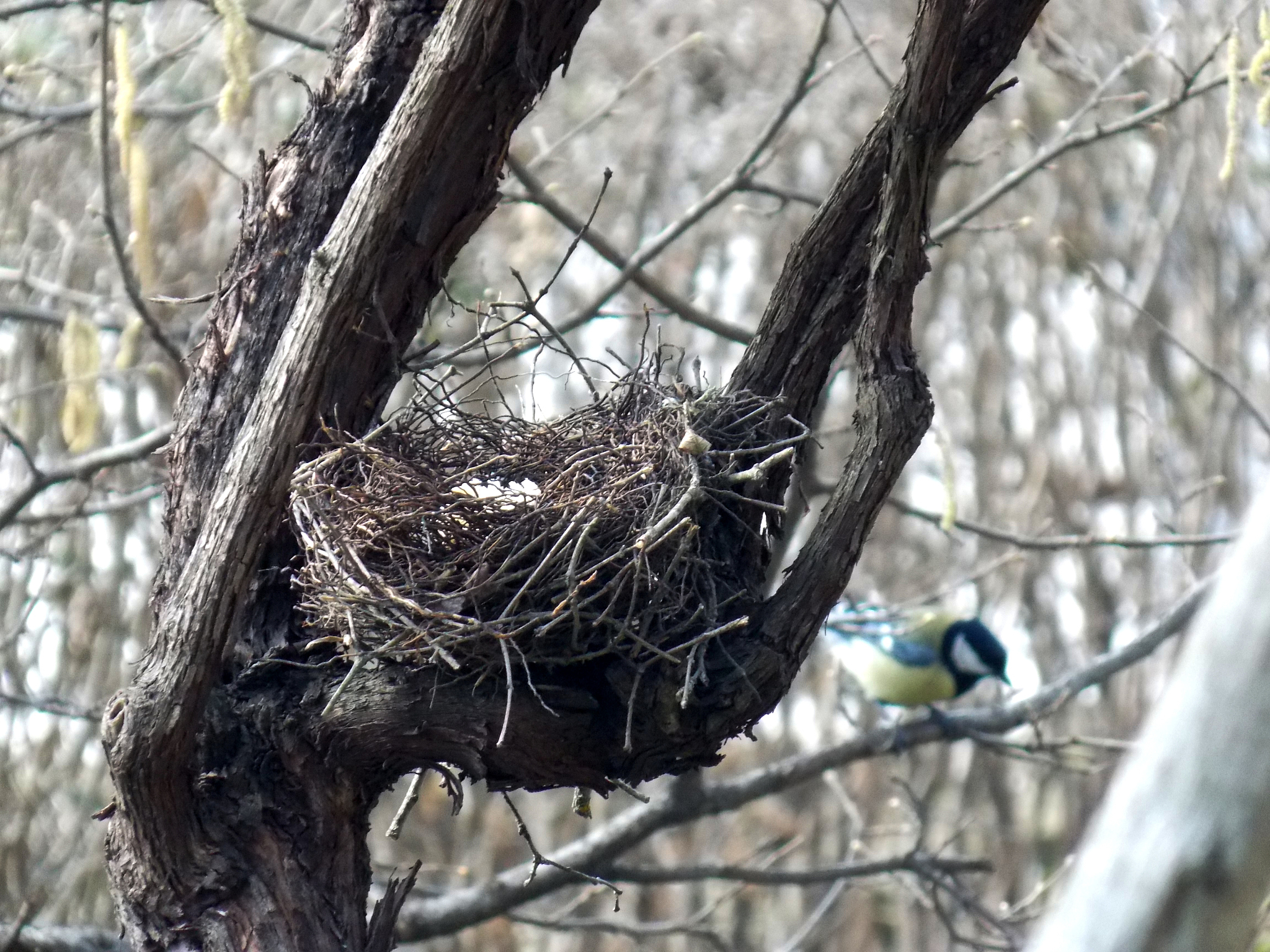 我变成的树上长满了各种形状的鸟窝缩句