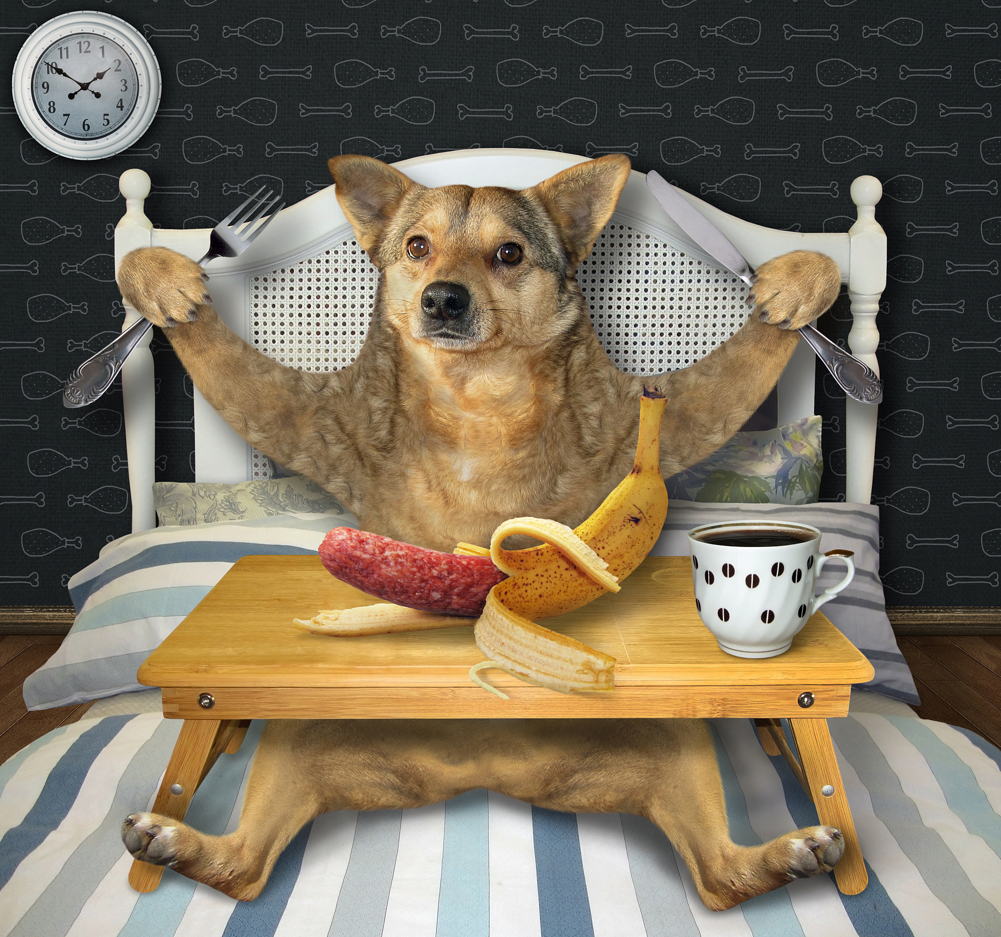 会说话的小狗：酒吧里的咖啡爱好者