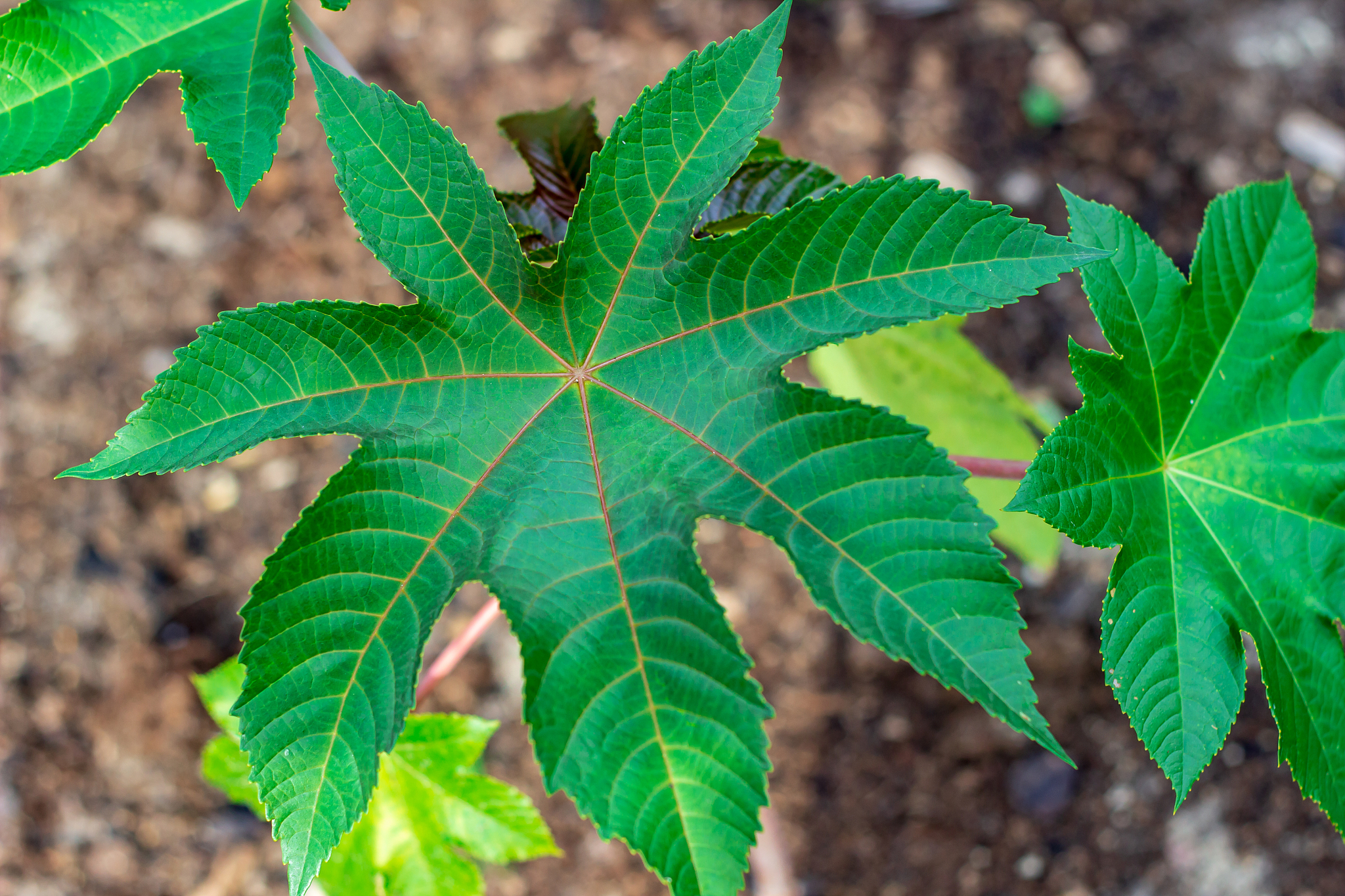 beautiful plant in the garden