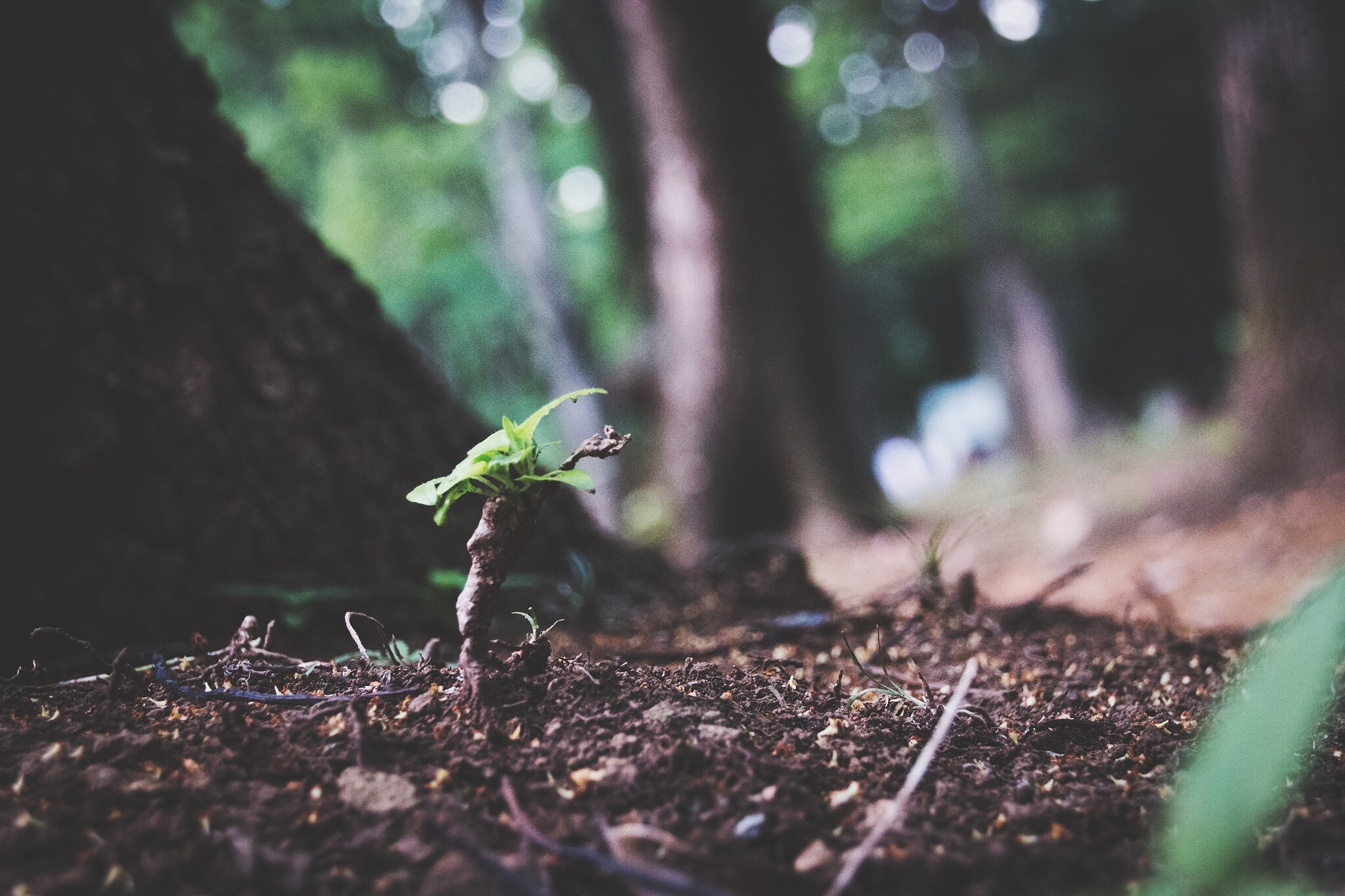 荆棘丛生是什么意思？详解其来源、意义和应对方法
